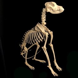German Shepard skeleton
