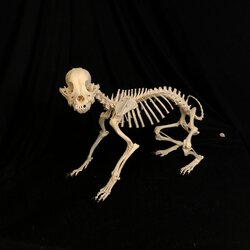 shih tzu skeleton