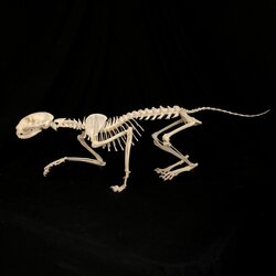 cat skeleton