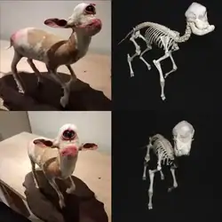 Distorted baby goat sculpture with exaggerated facial features and animal skeleton resembling a creature with a large skull and skeletal body, artistic horror-inspired wildlife art.