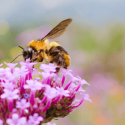 Worker bee on wildflower for article header