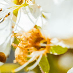 Image of a bee on wildflowers