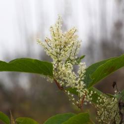 Image of Japanese Knotweed plant seeds