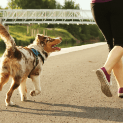 Raw food diet benefits for dogs – healthy weight management