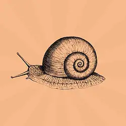 snail