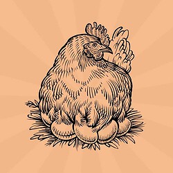 chickens-email