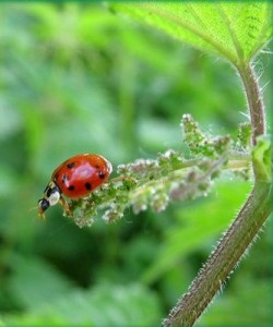 ladybug