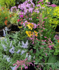 Read more about the article Ault in Bloom
