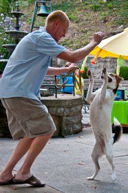 pet fun eureka springs