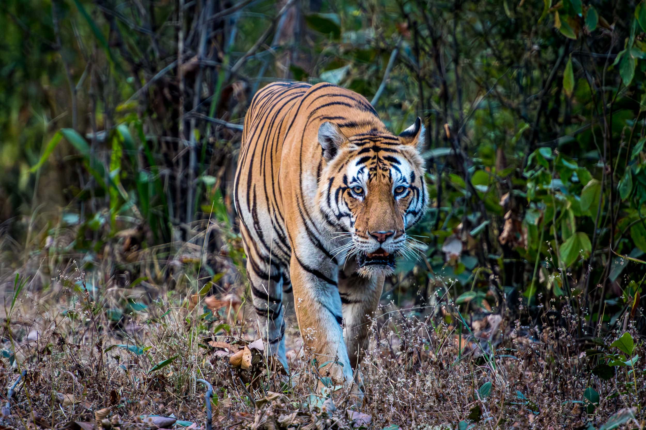 Tiger-Safari in Zentral-Indien