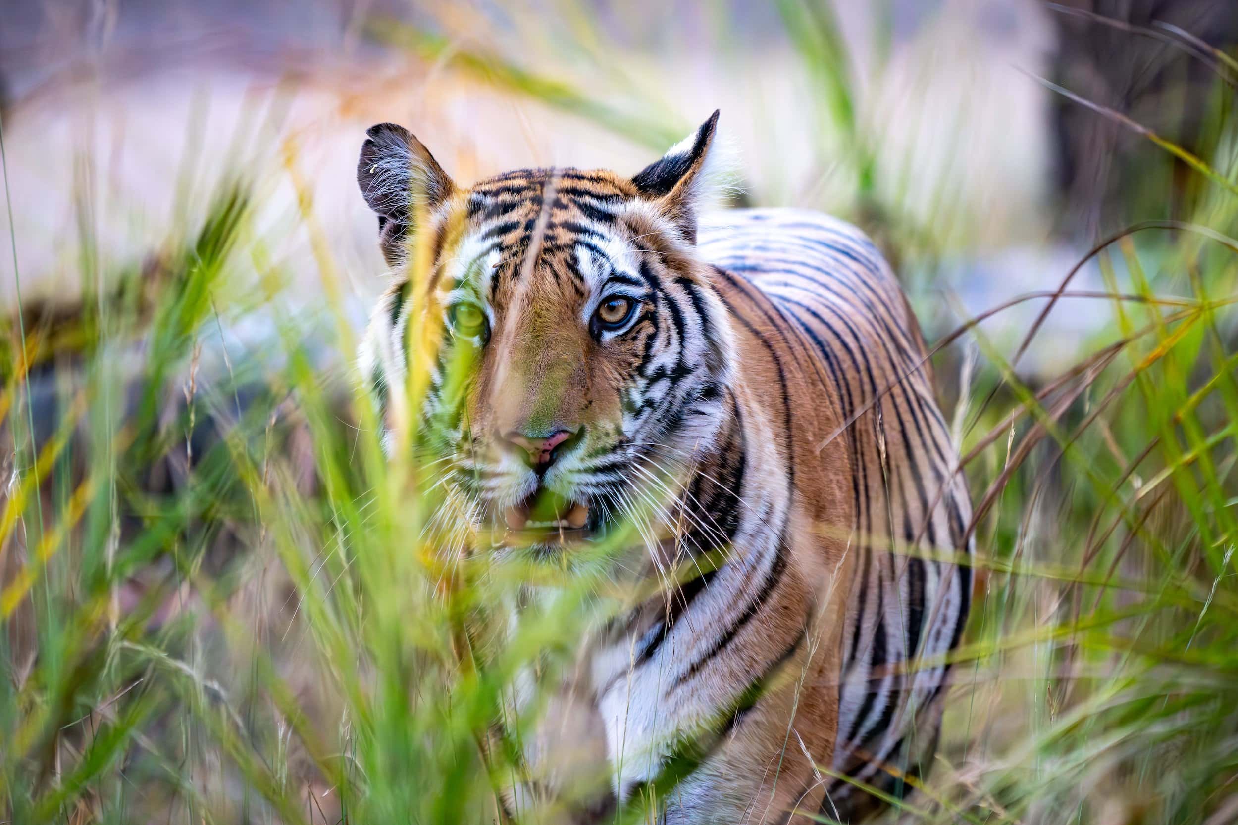 Tiger- & Wildlife-Fotoreise: Auge in Auge mit einem Tiger