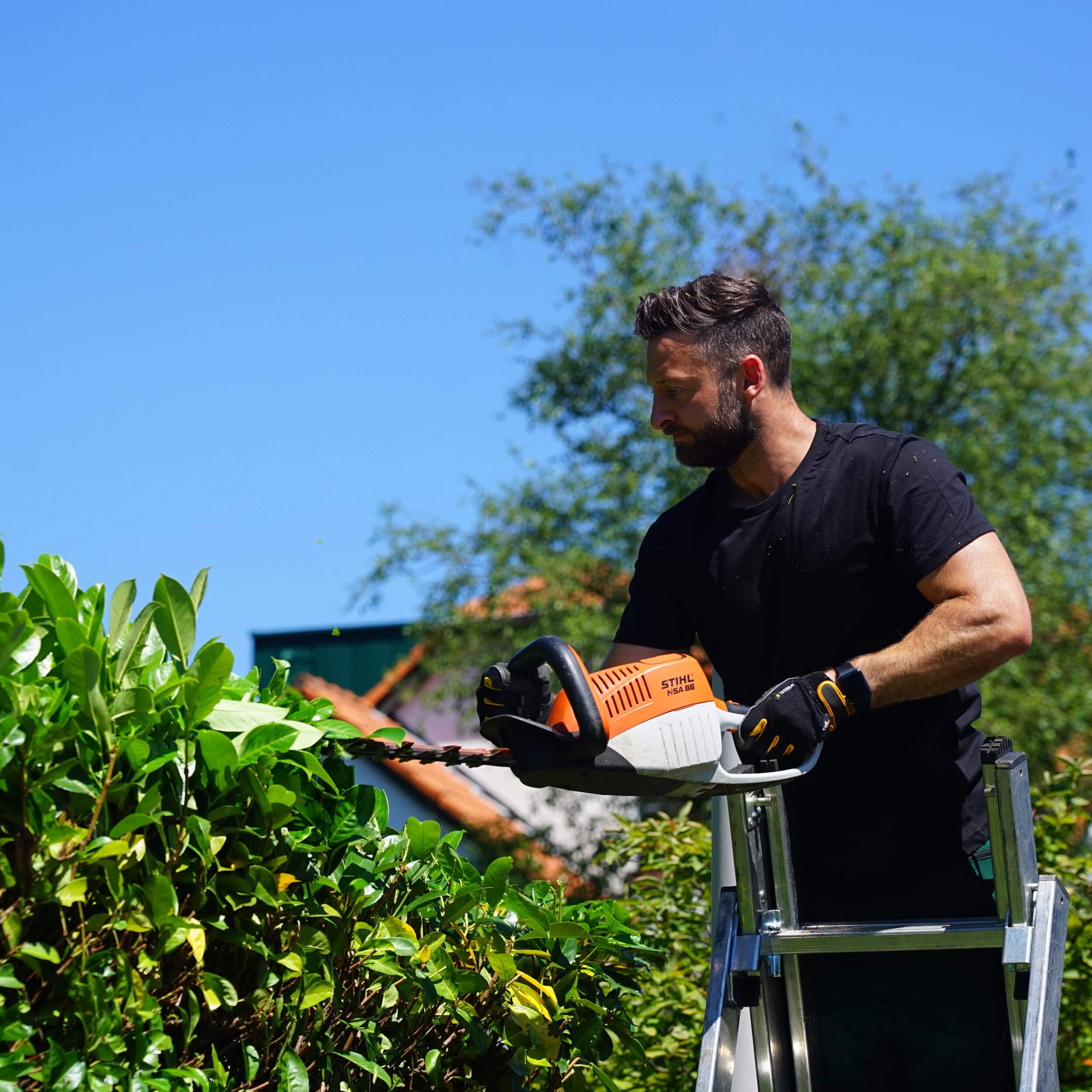 ein Gärtner schneidetauf einer Leiter eine Hecke mit einer Stihl Heckenschere