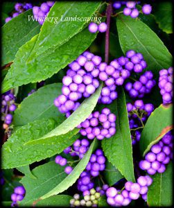 Read more about the article PLANTS OF NOTE: CALLICARPA AMERICANA