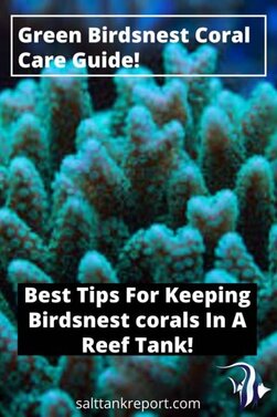 green birdsnest coral care