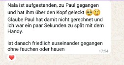 Kundenfeedback während einer Vergesellschaftung mehrerer Katzen nach Einzug einer neuen Katze zur Zusammenarbeit mit Katzentrainerin Nadine Pfuhl