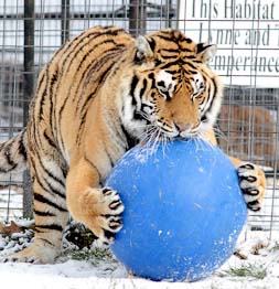 snow ball