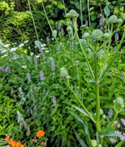 Read more about the article Cincinnati Nature Center Garden Tour