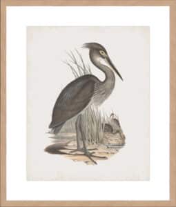 Ardea Rectirostris - 10cm Mount Board