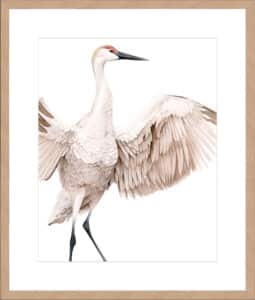 Whooping Crane I - 10cm Mount Board