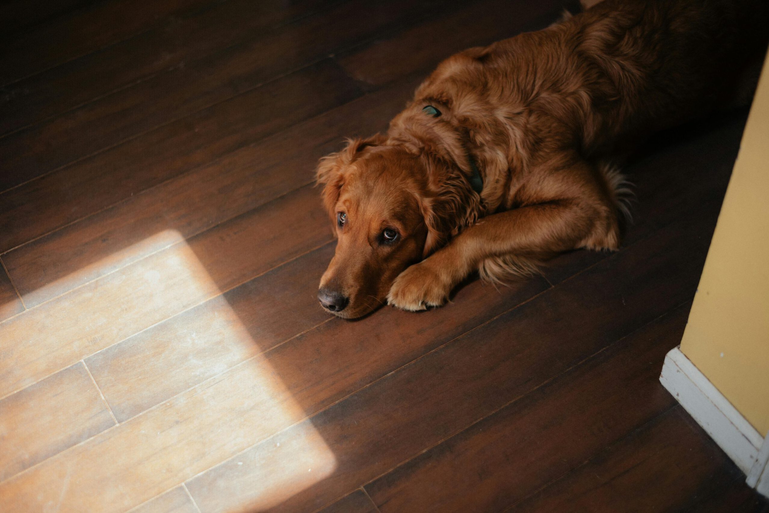 Golden Retriever Liegt Auf Holzboden Im Innenbereich