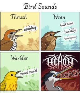 How to Describe Bird Noises