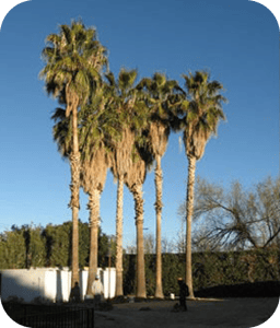 overgrown palm tree's in hendrson