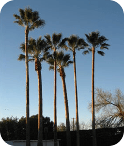 palm tree trimming Summerlin