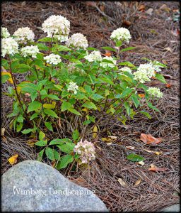 Read more about the article LET’S START PLANTING!