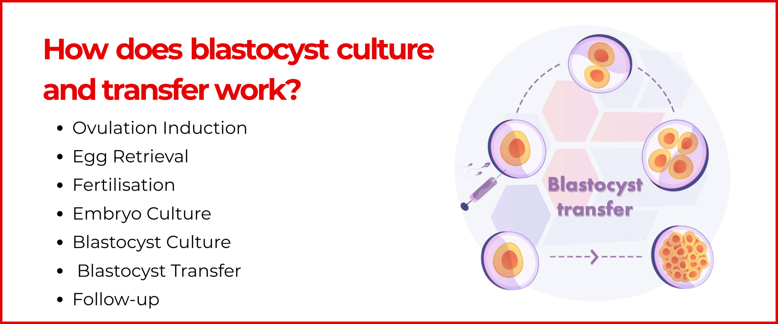 How does blastocyst culture and transfer work