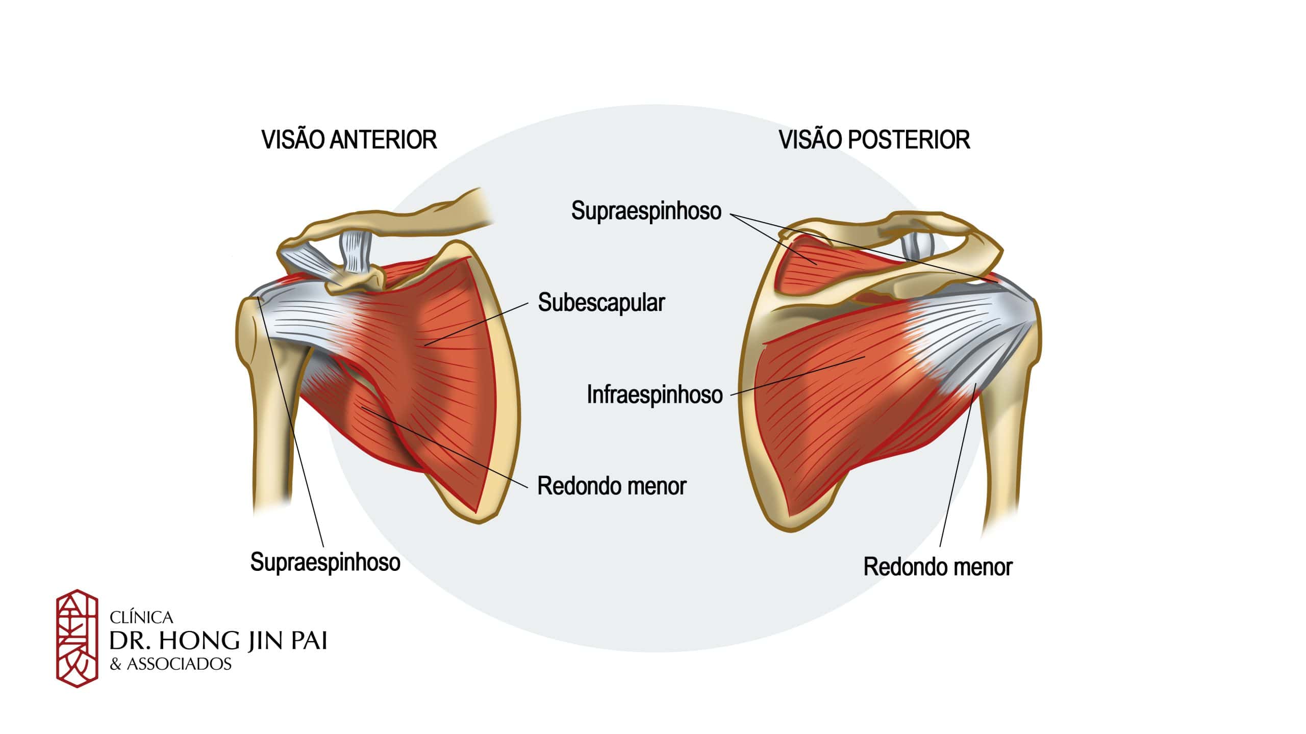 anatomia do ombro scaled