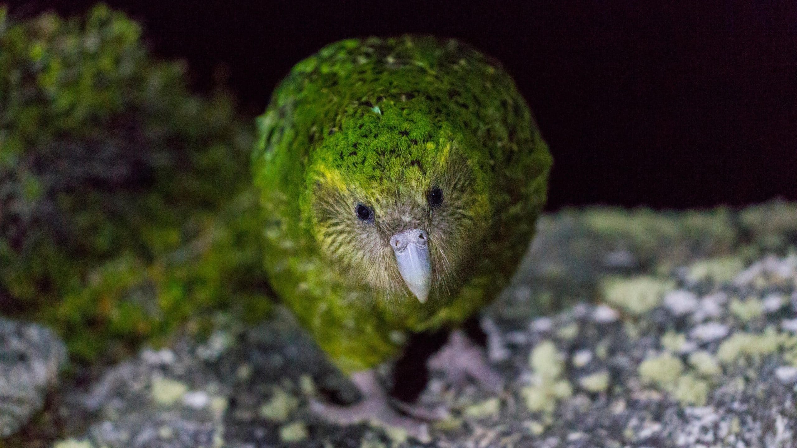 Does My Bird Have Worms