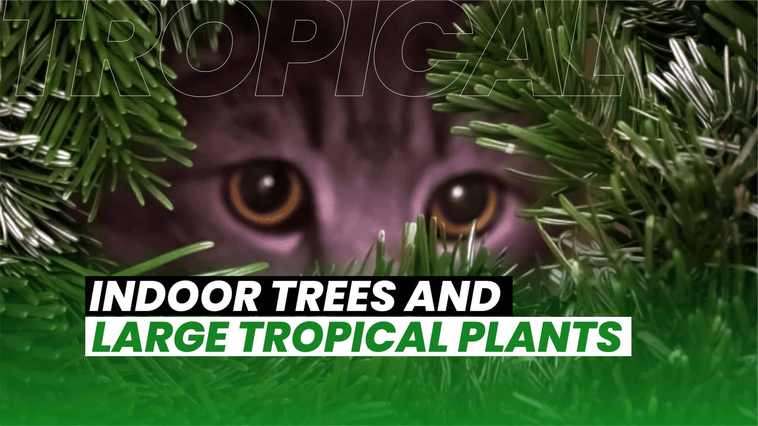 Trees And Large Tropical Plants