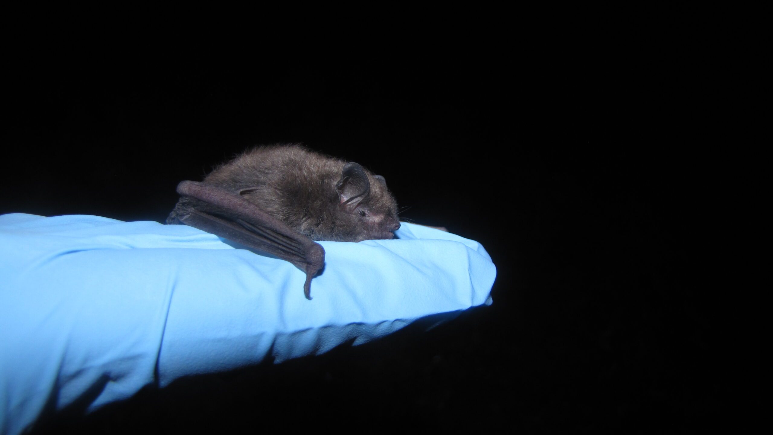 A green silhouette of a pallid bat outlined in white on a black background.