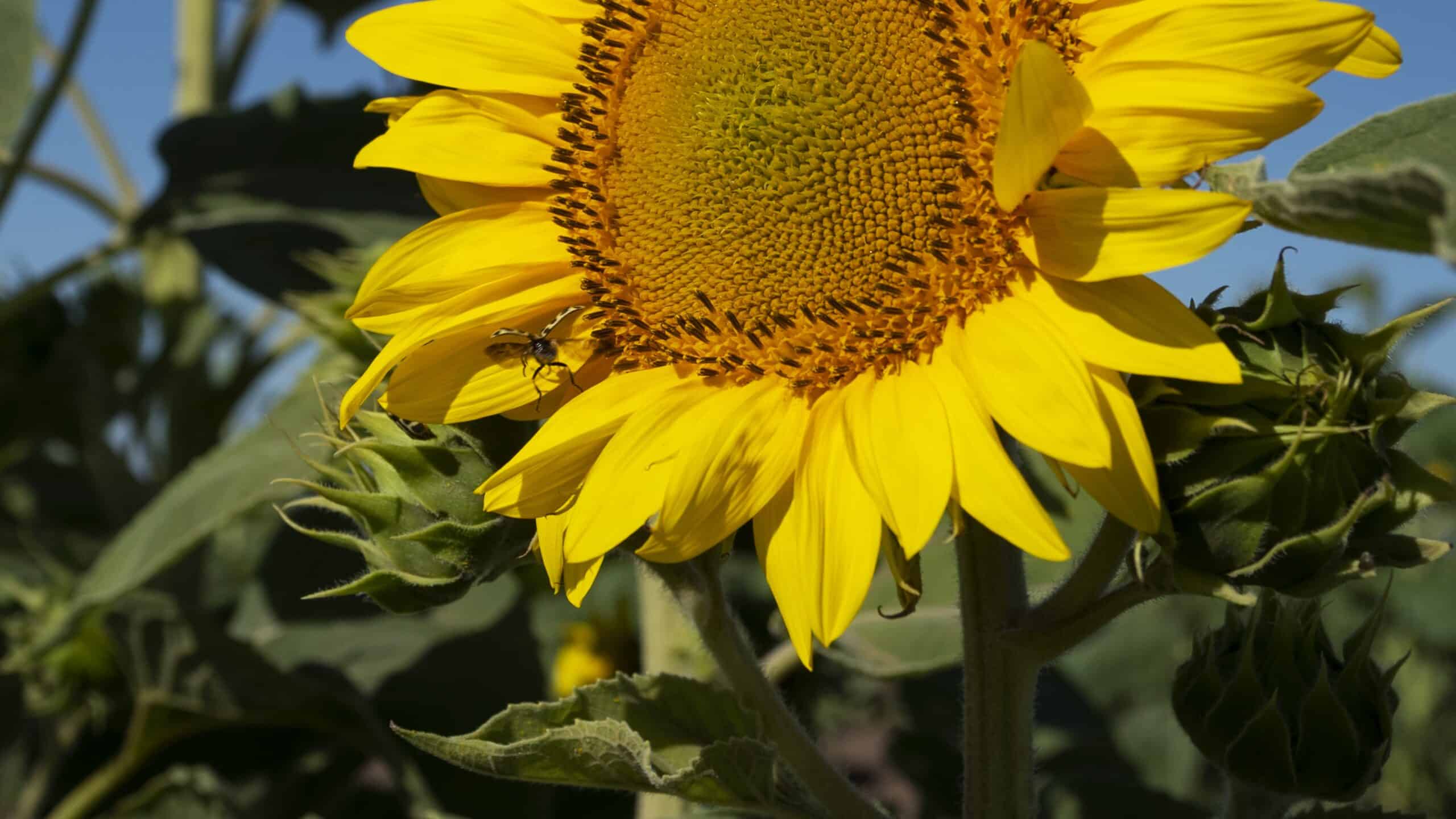 Avanza la cosecha de maíz de primera y girasol en Entre Ríos 1 beautiful sunflowers outdoors still life