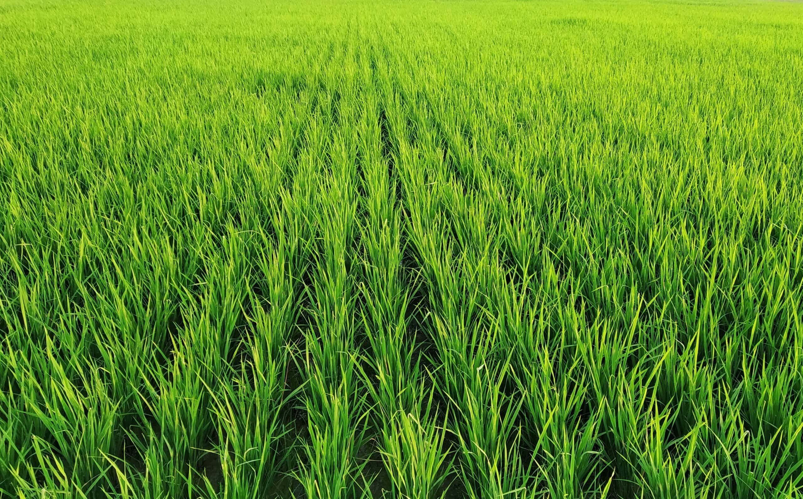 Arroz en Entre Ríos: cae 19% la superficie y crece la dependencia del riego por pozos 1 Arroz en Entre Ríos: cae 19% la superficie y crece la dependencia del riego por pozos - Injerta | Comunicación y difusión agropecuaria de Entre Ríos