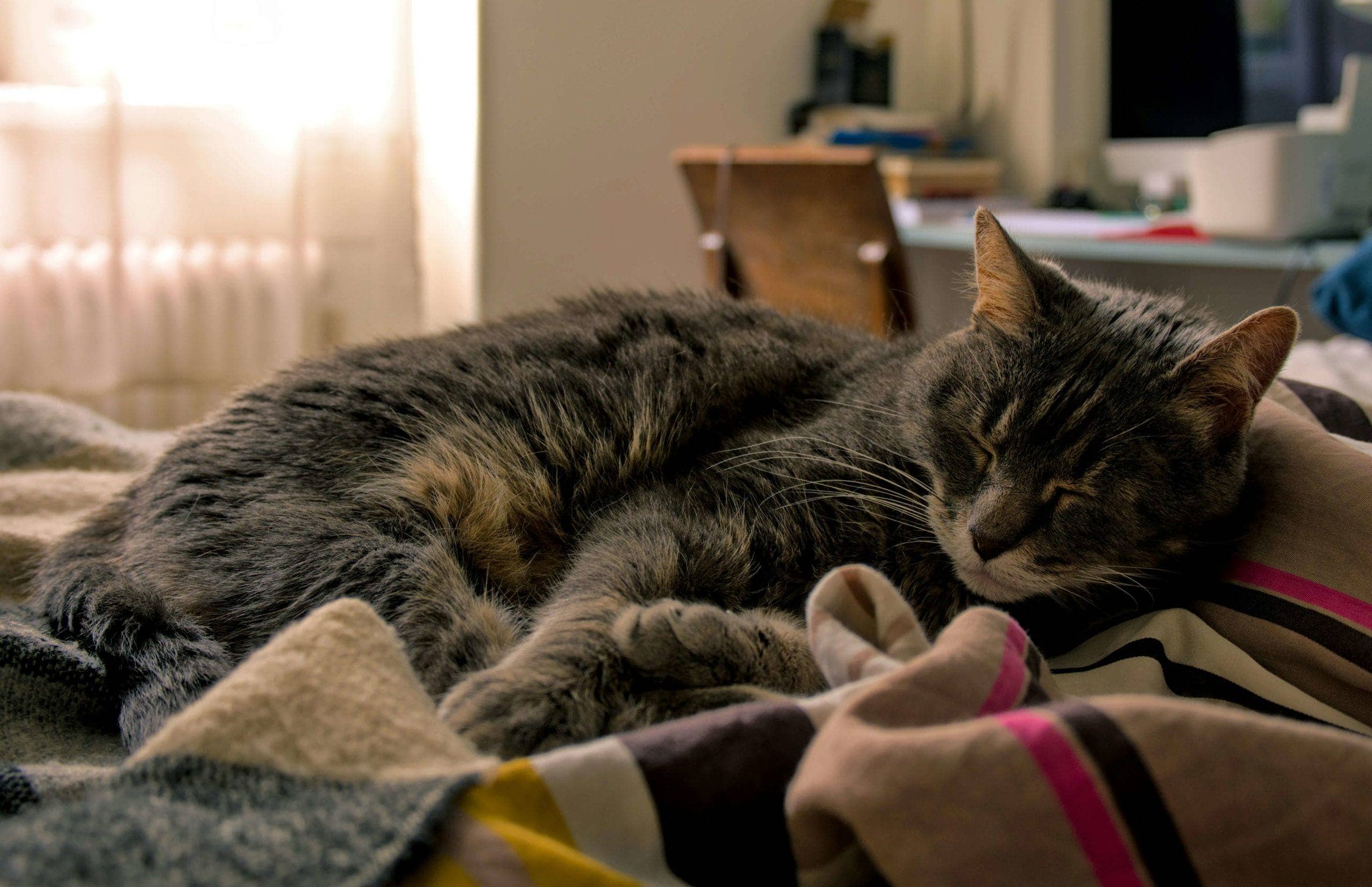 mudanzas con gatos 1 scaled - Gil Stauffer