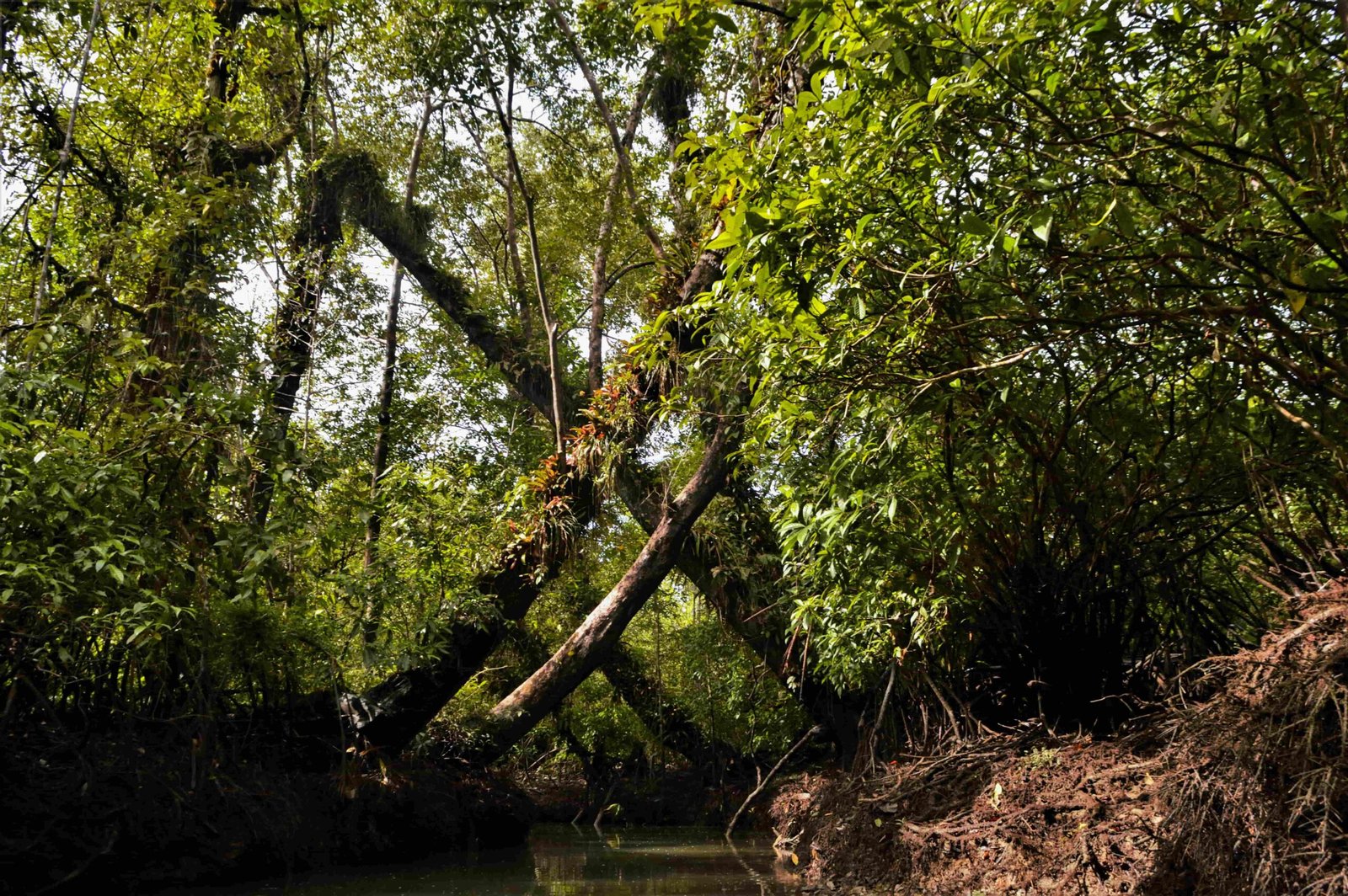 Entrada a los manglares en Bahia Malaga, Buenaventura, Colombia