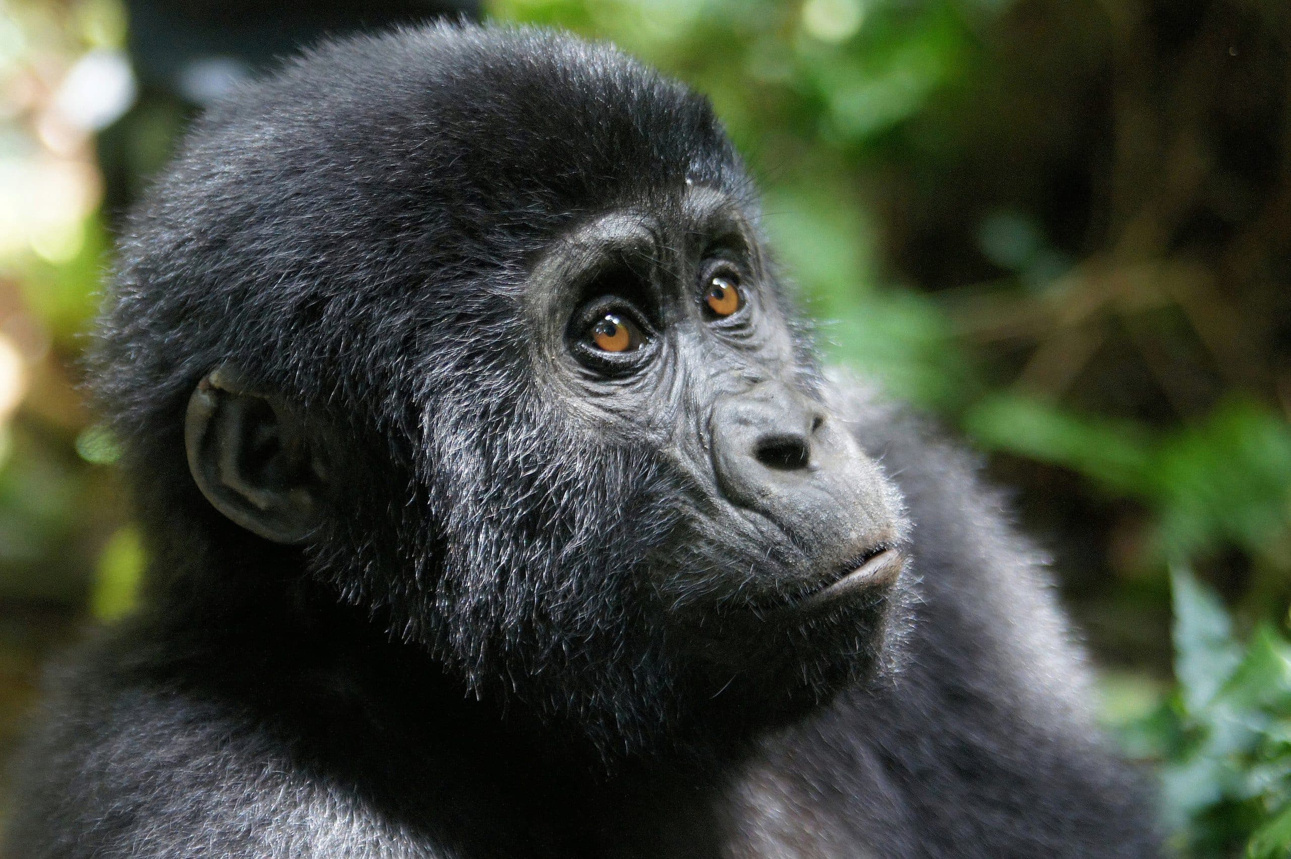 Best Things to Do in Rwanda