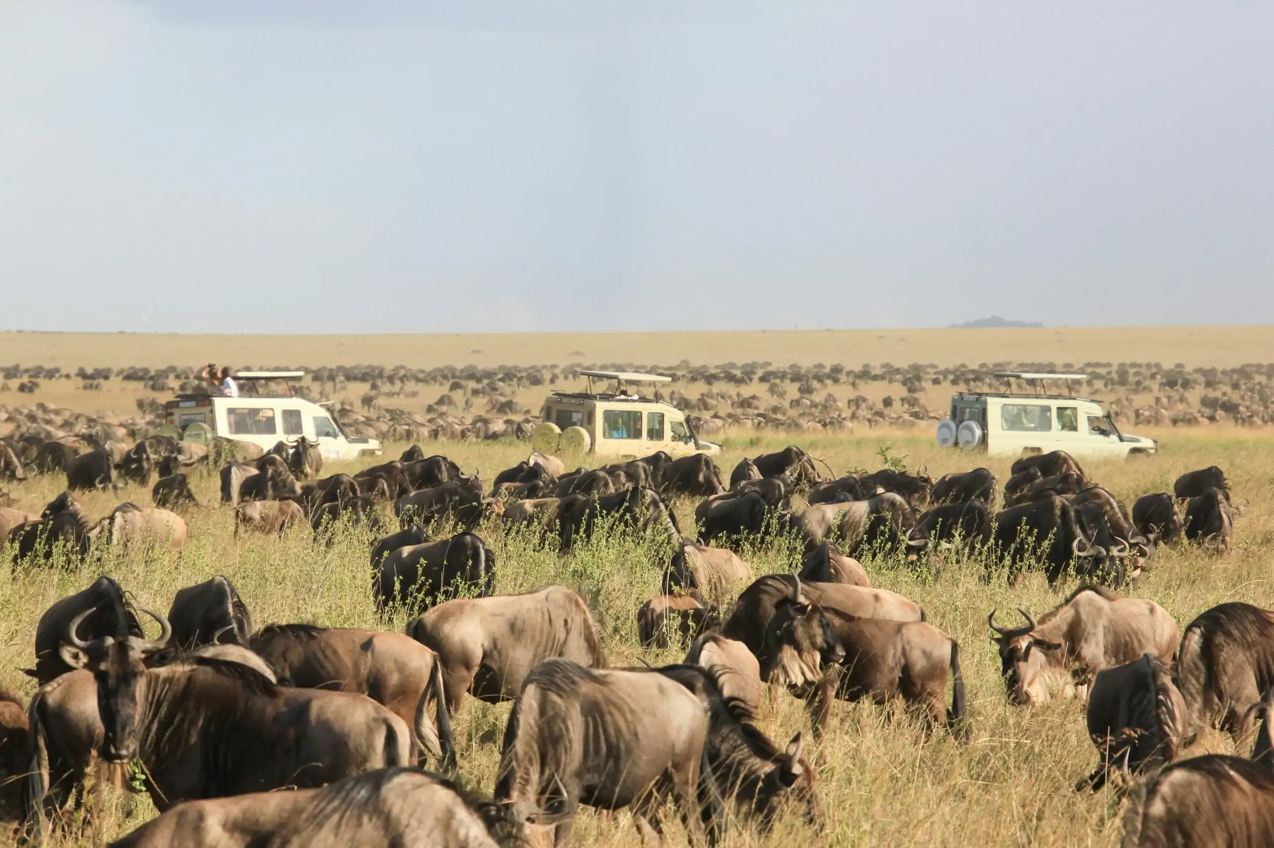 6 Days Africa Tanzania Wildlife Safari