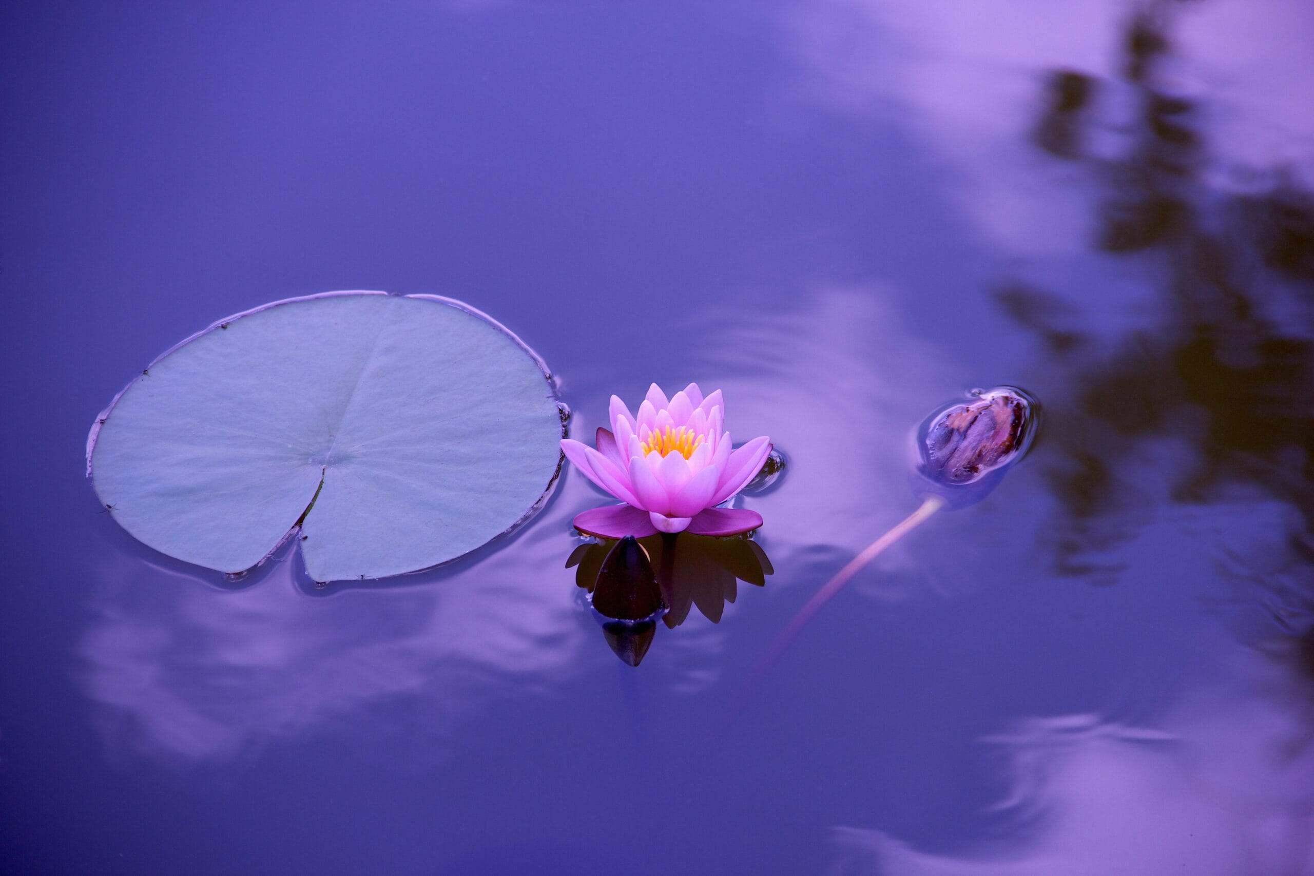 Yoga Nidra Loto