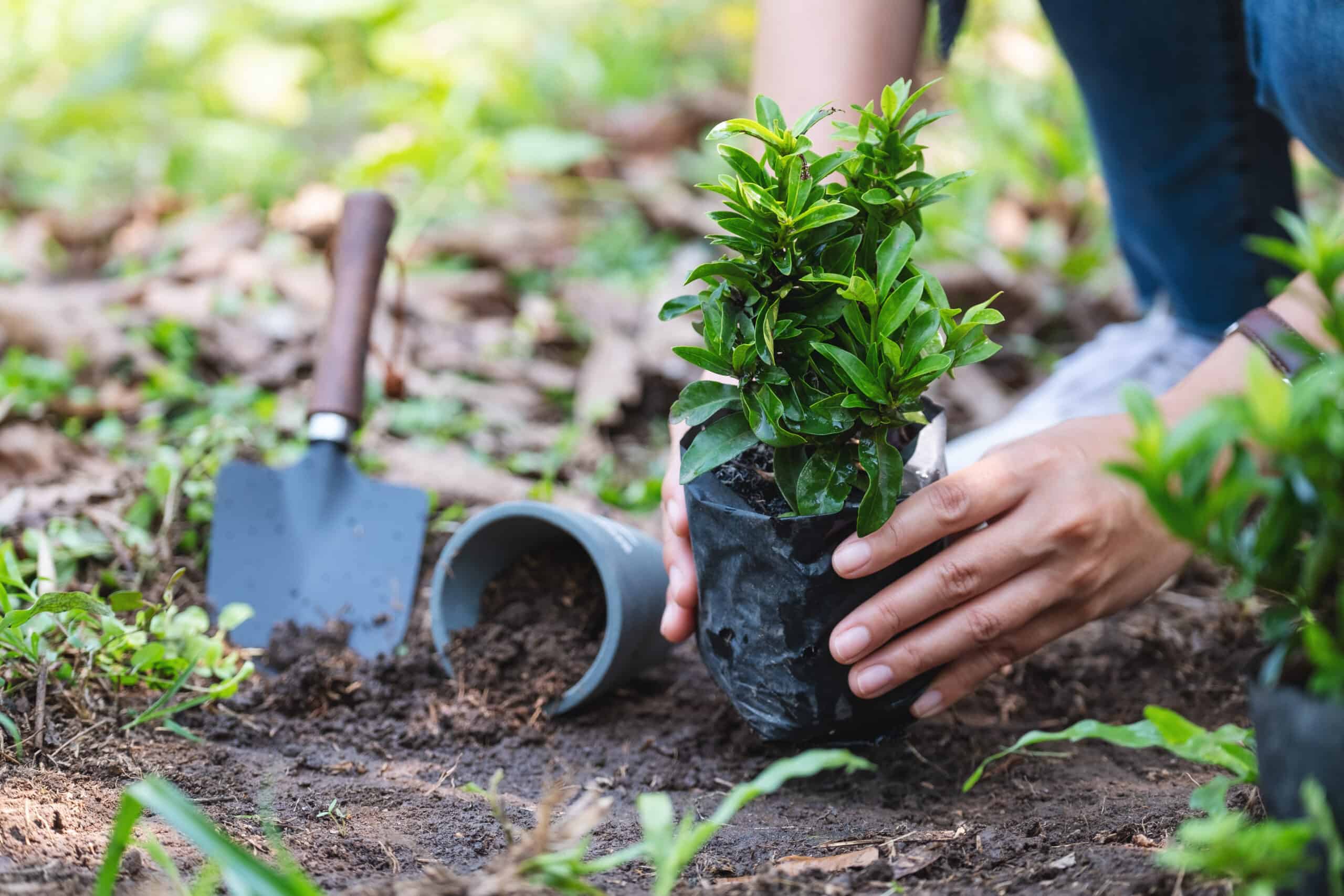 closeup image of woman preparing to repot azalea bonsai