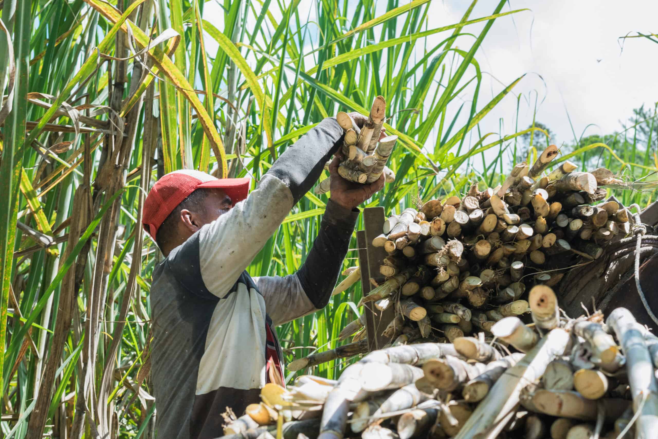 Columbian sugarcane harvest
