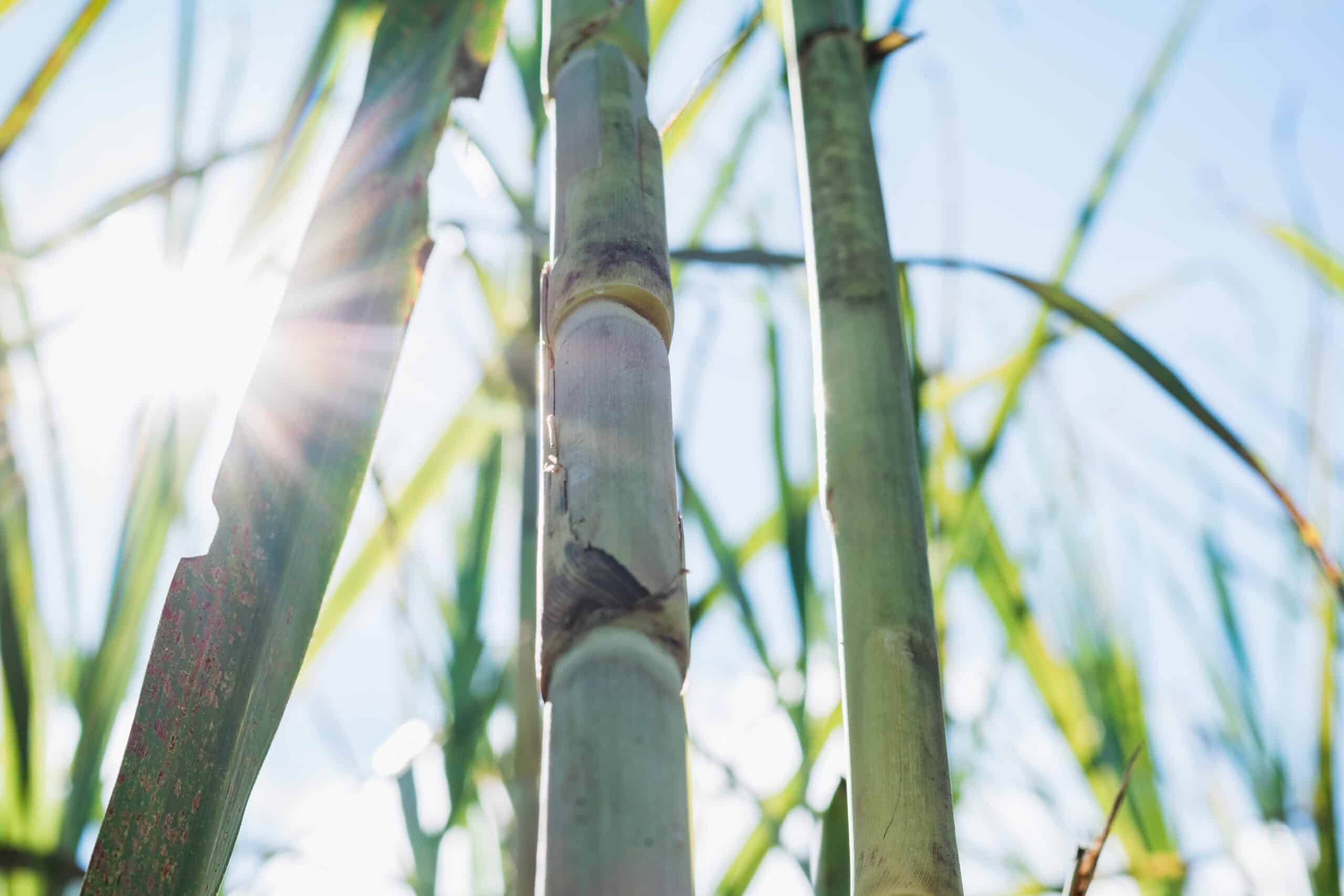 sugarcane fields