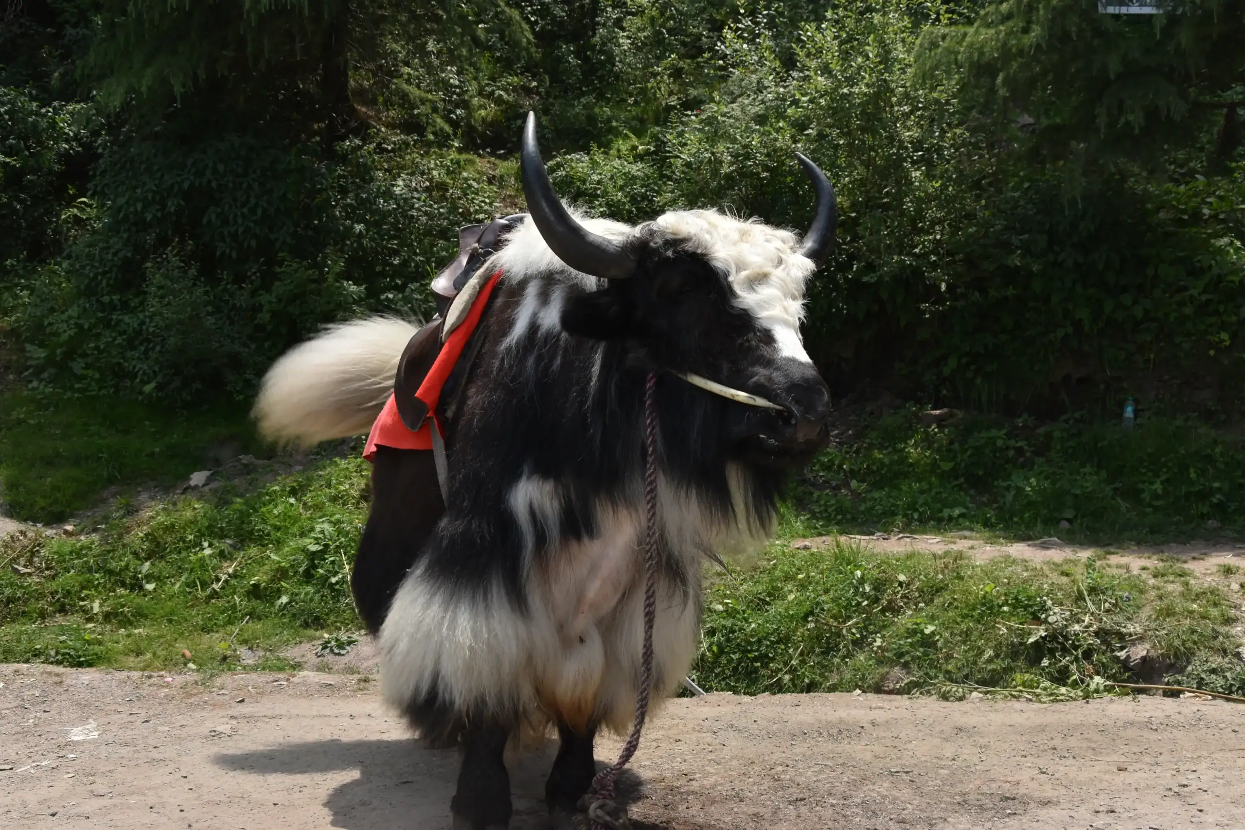 Kufri