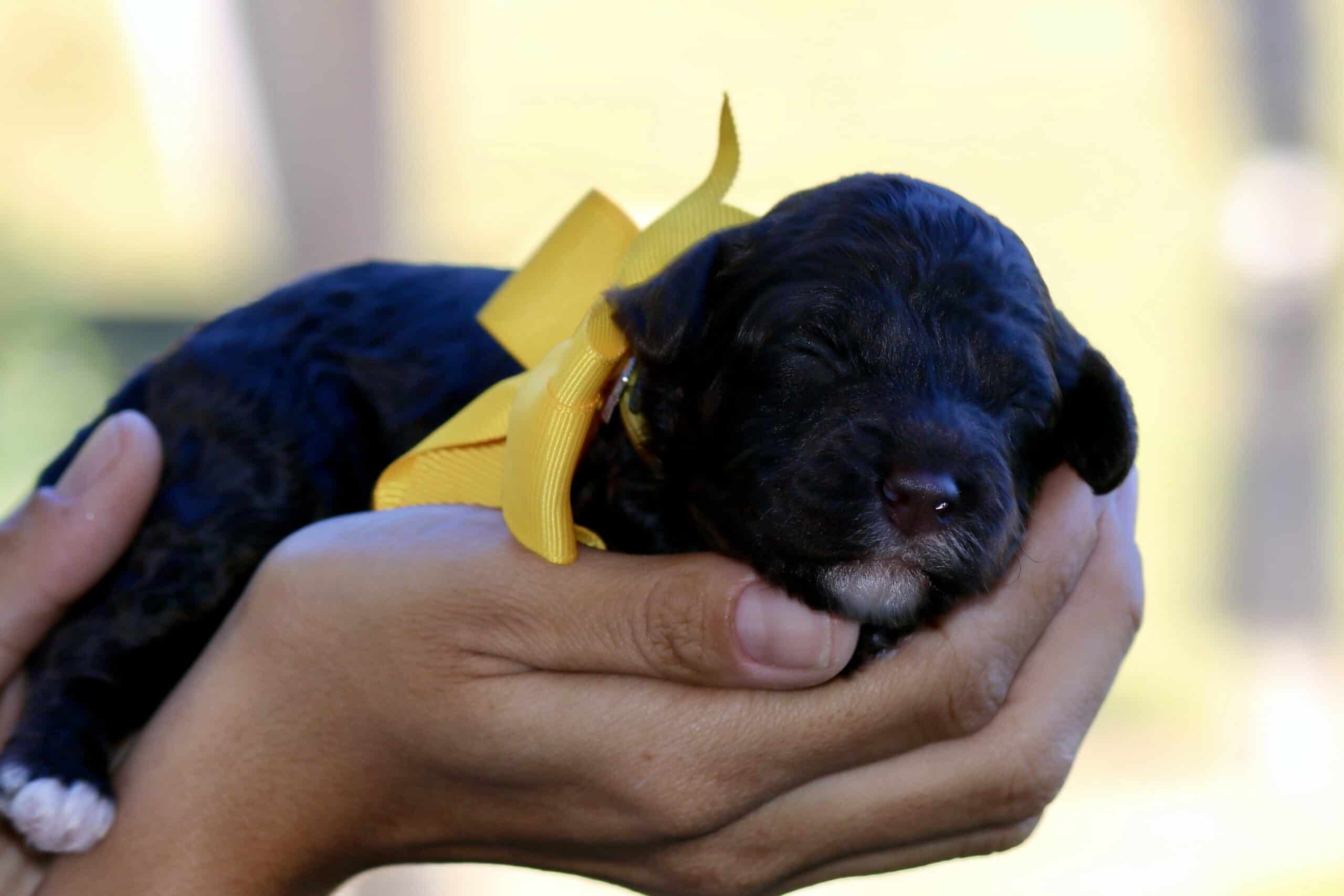 8ADF8059-2CD7-40A4-B860-A118CBF52B8A_1_201_a | Good Day Doodles | Australian Labradoodles in North Carolina
