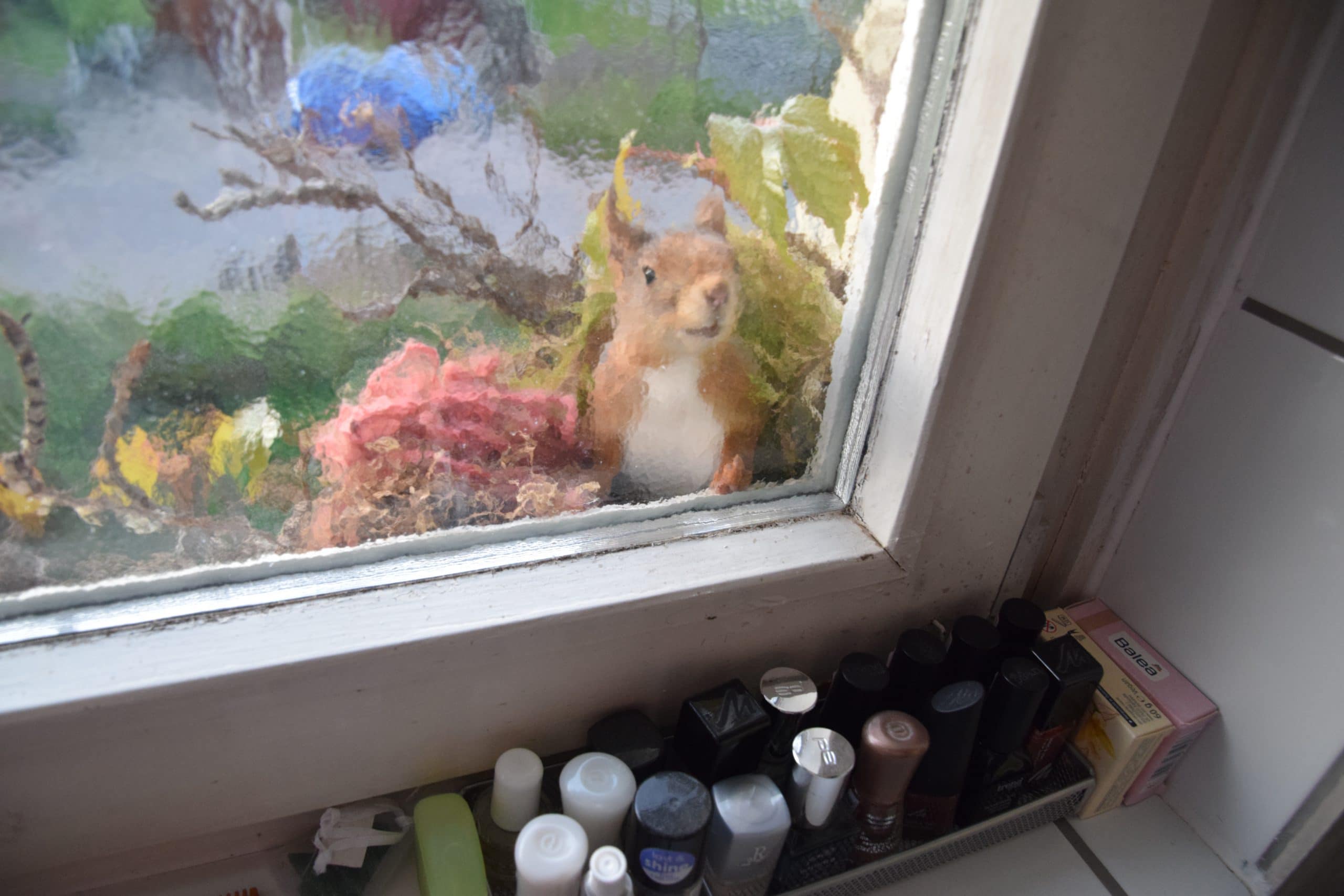 Eichhörnchen schaut ins Badezimmer