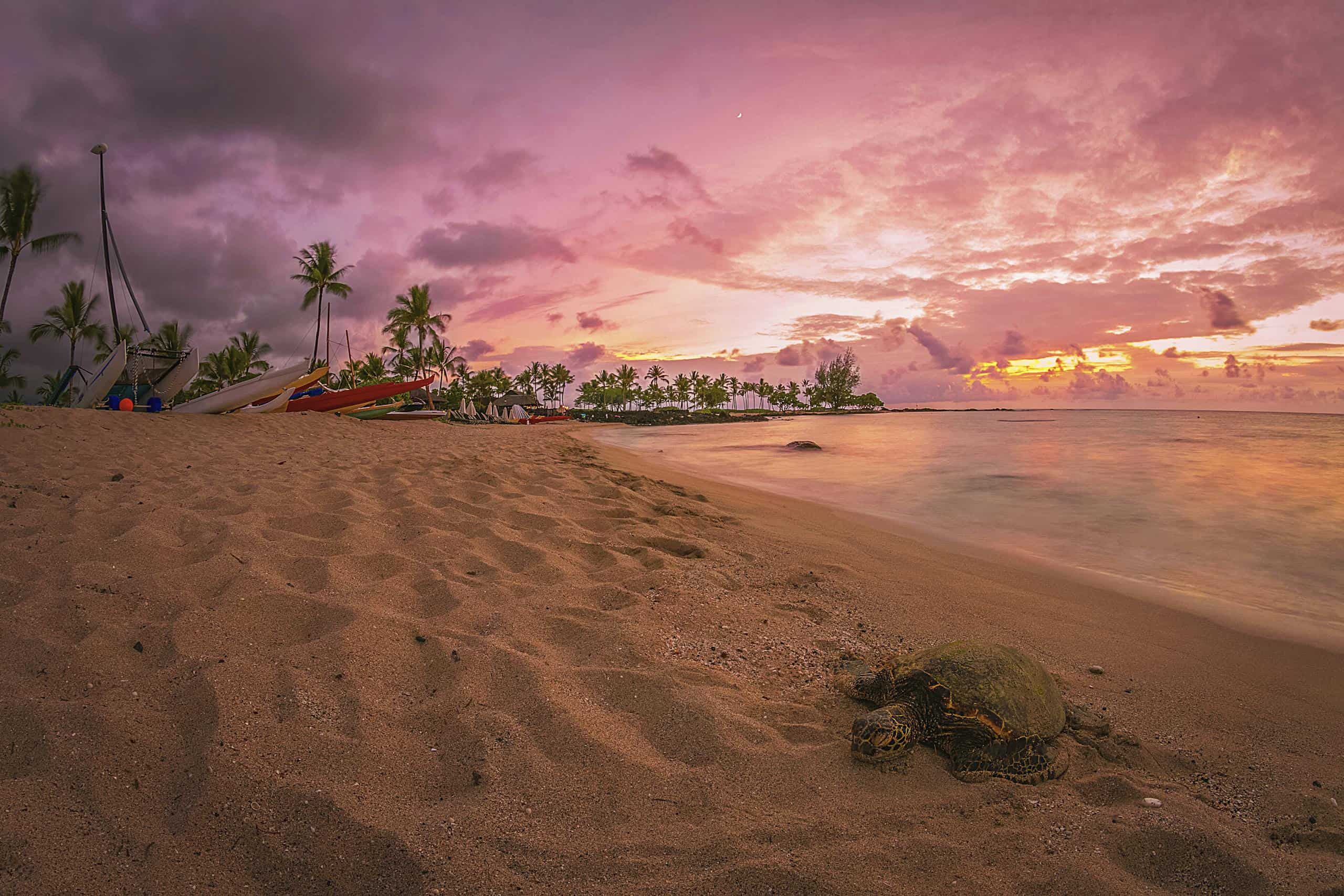 Beautiful sunset on a Hawaiian beach with a relaxing sea turtle on the Big Island of Hawaii. Perfect tranquil getaway. Featured image for the post 'Is Hawaii Worth Visiting?'