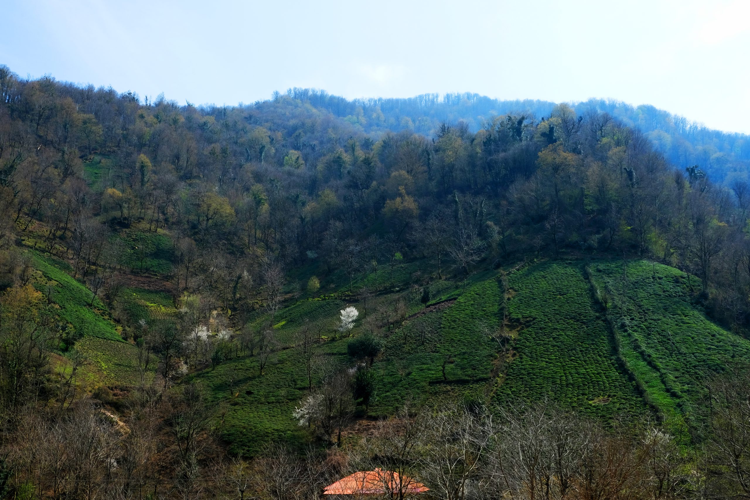 کارخانجات چای سیاهمزگی