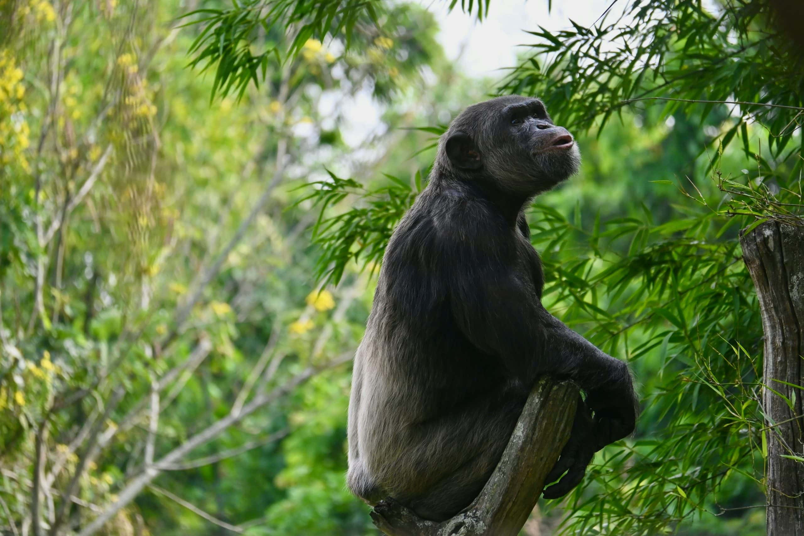 Kibale Forest National Park