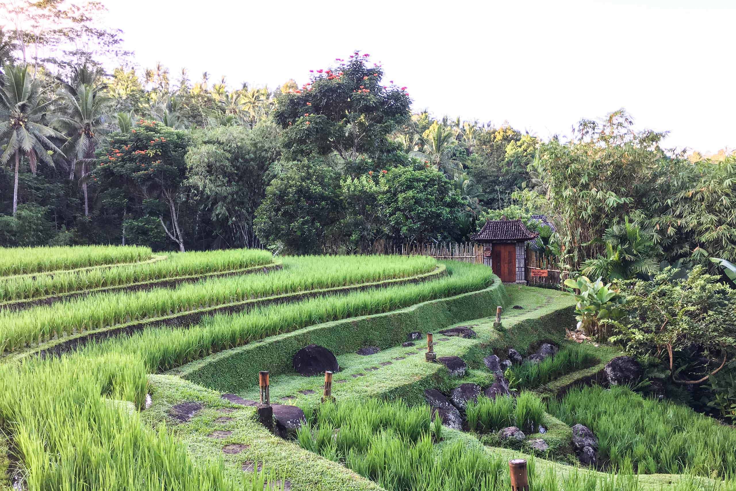 Mandara rizière bali éco-tourisme